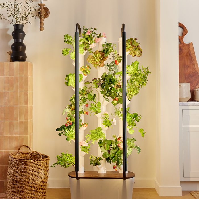 Fresh Natural Food at Home: Grow and Source Guide